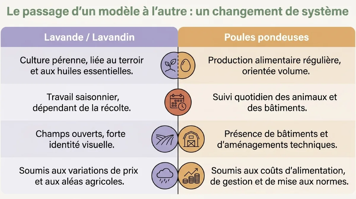 Infographie Pourquoi les lavandes reculent en Provence