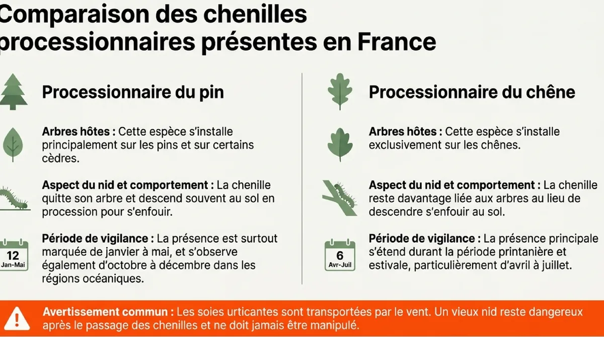 Comparaison entre les chenilles processionnaires du pin et du chêne