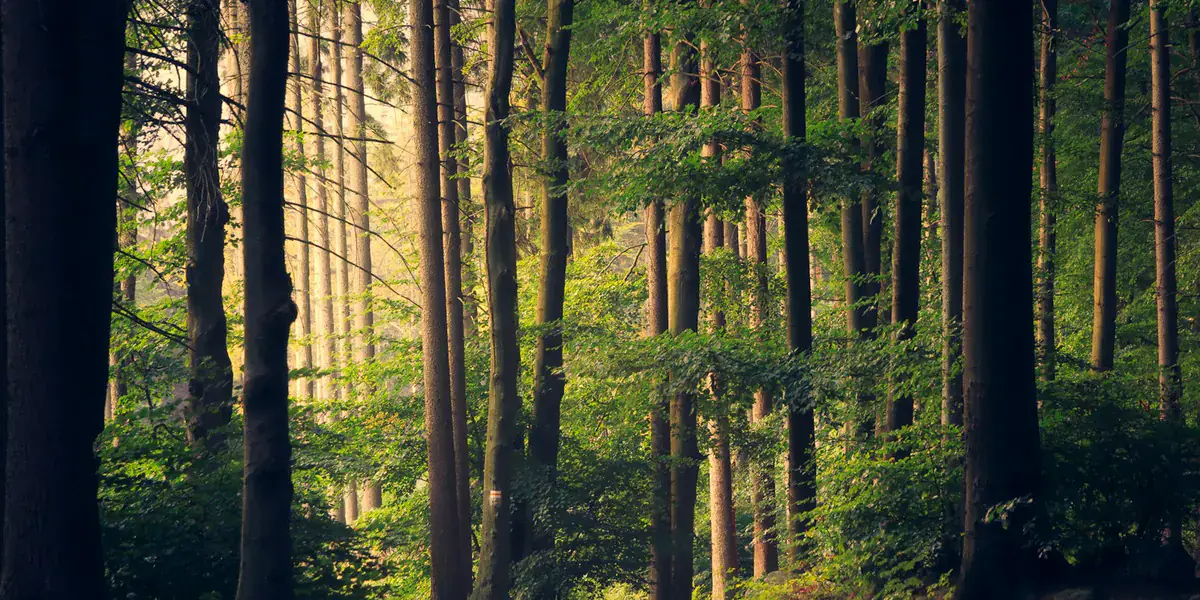 Forêt éclairée par le soleil, symbole de biodiversité et de transition écologique