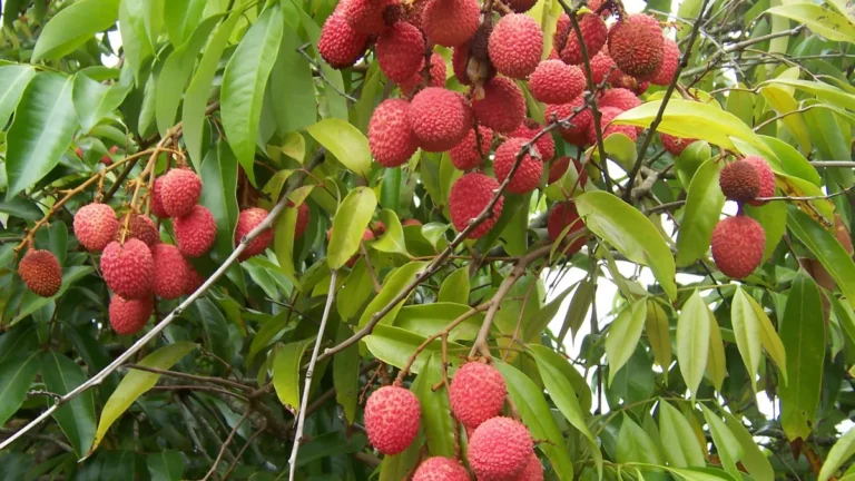 Grappes de litchis rouges sur un Litchi chinensis à La Réunion
